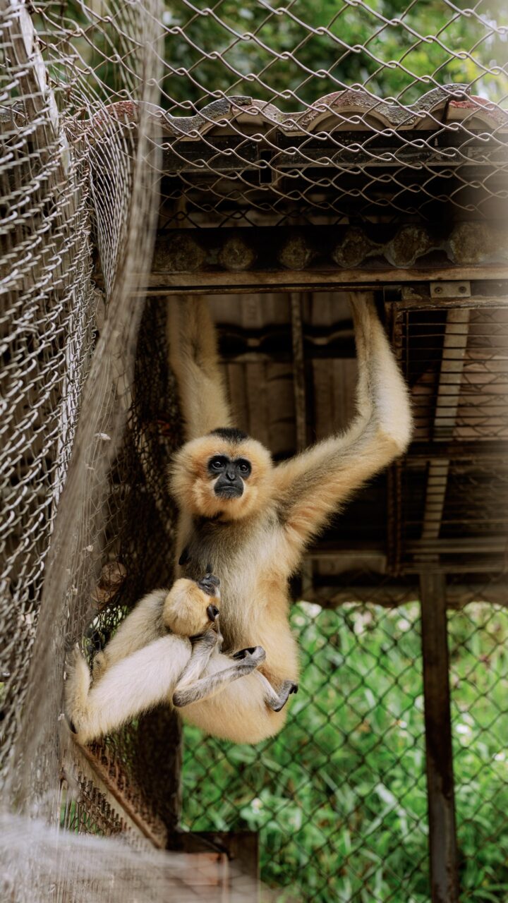 обезьянка в далате