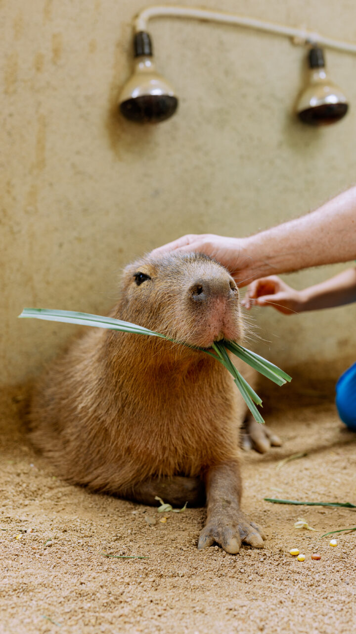 капибара в далате