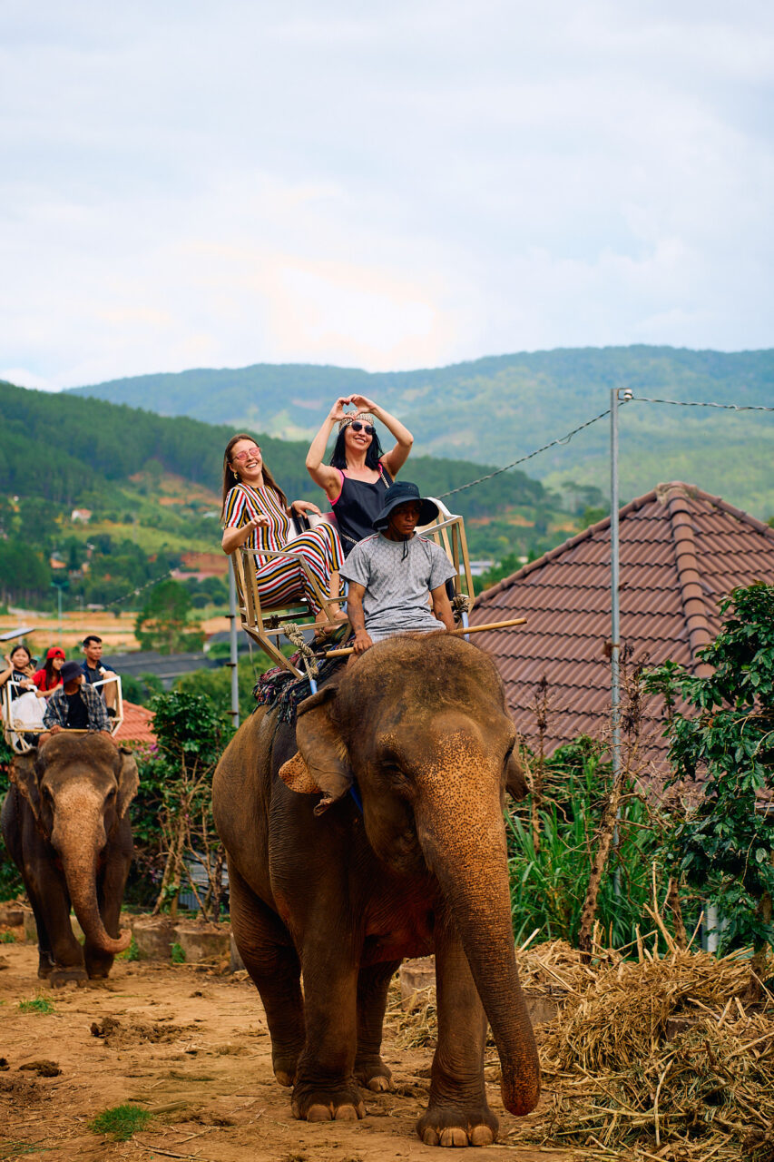 слоны в Далате