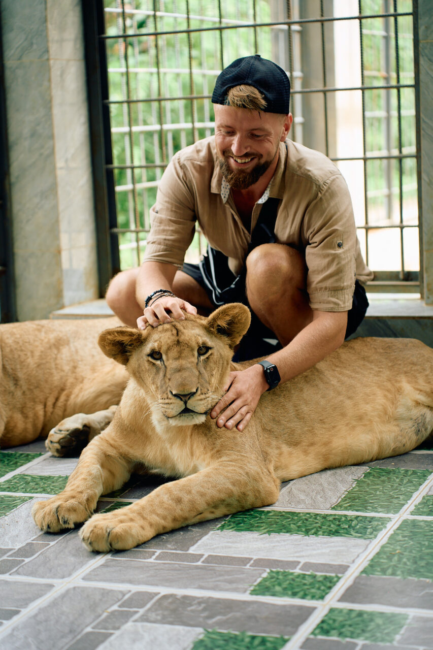 львы в далате