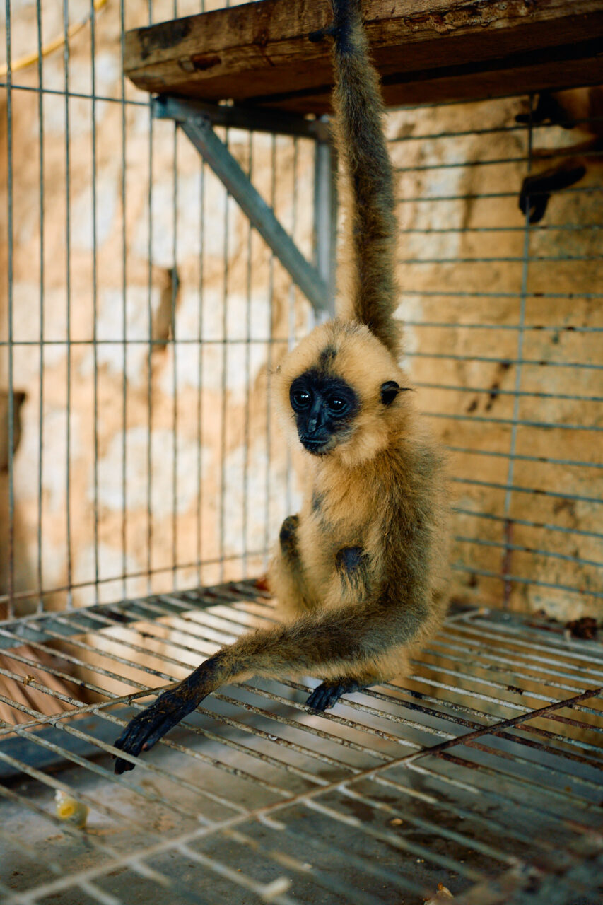 обезъянка далат