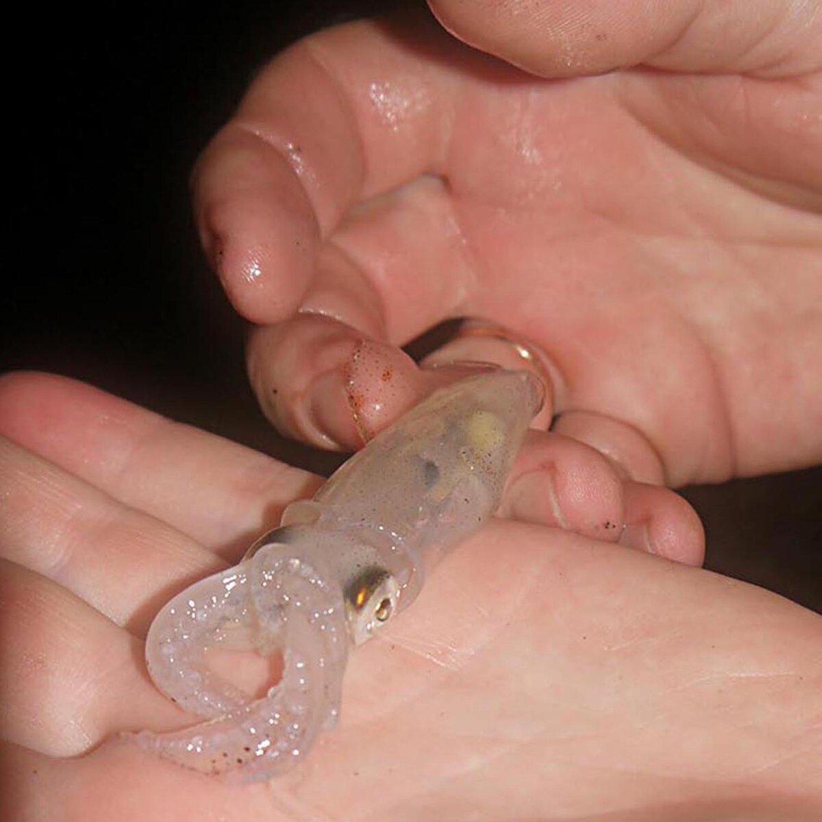 Путь дракона рыбалка на кальмара