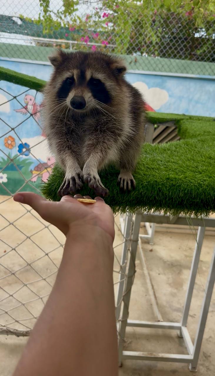 Индивидуальный тур в Фанранг зоопарк енот