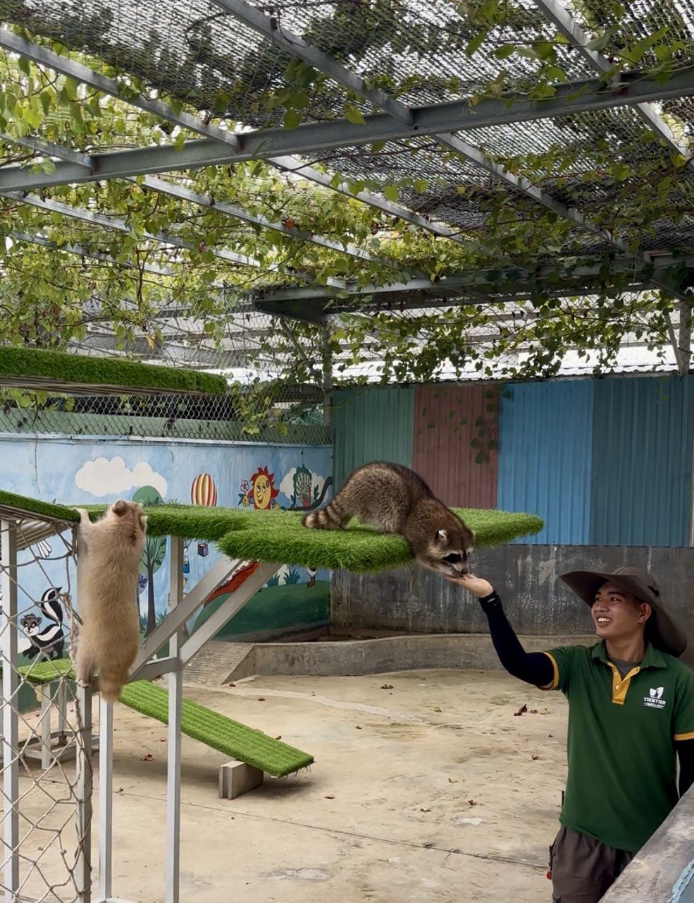 Индивидуальный тур в Фанранг енот зоопарк