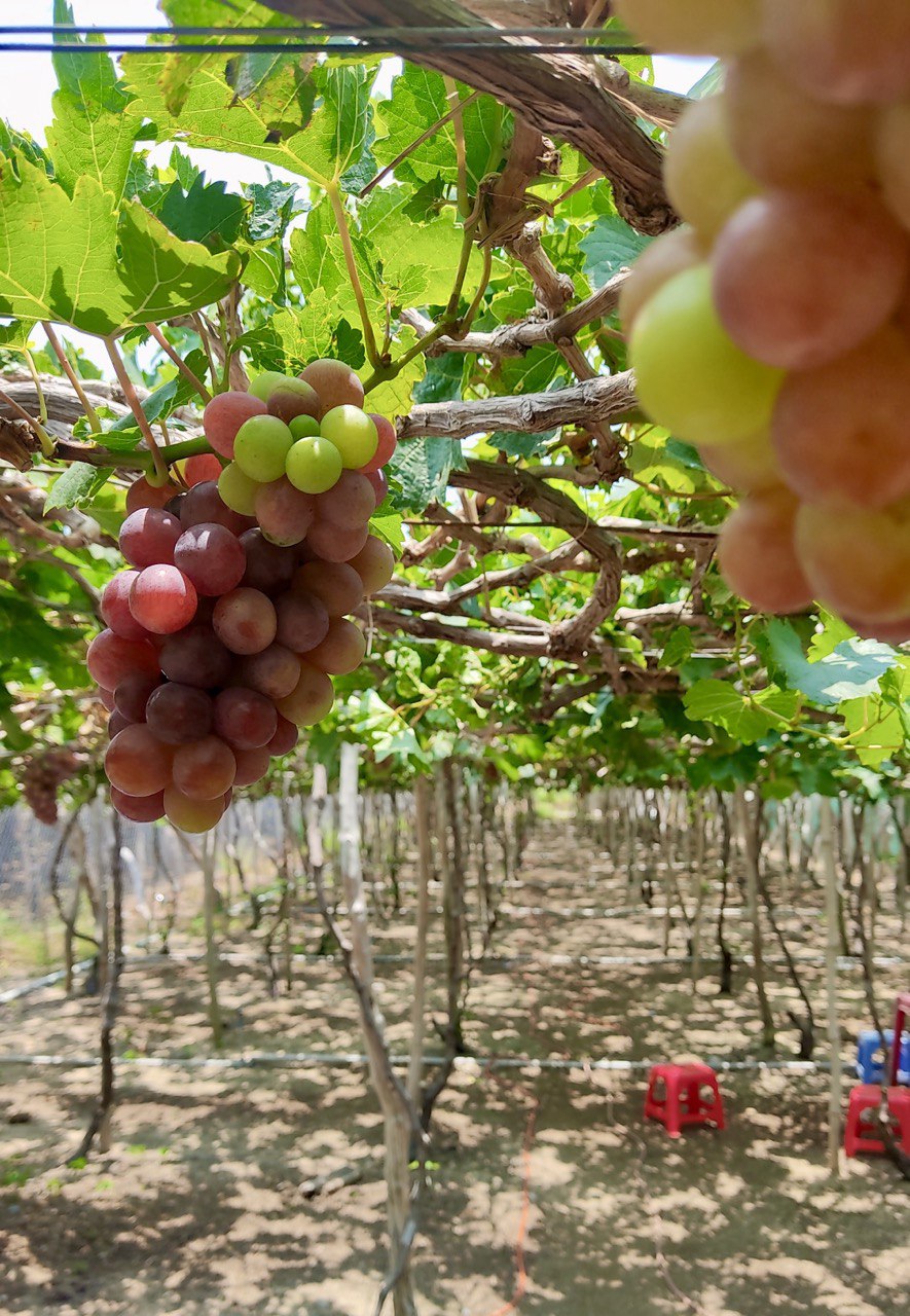 Индивидуальный тур в фанранг виноградники