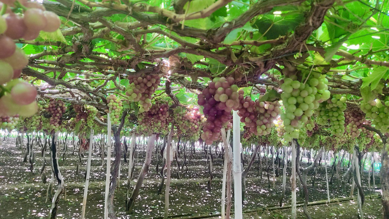 Индивидуальный тур в фанранг виноградники