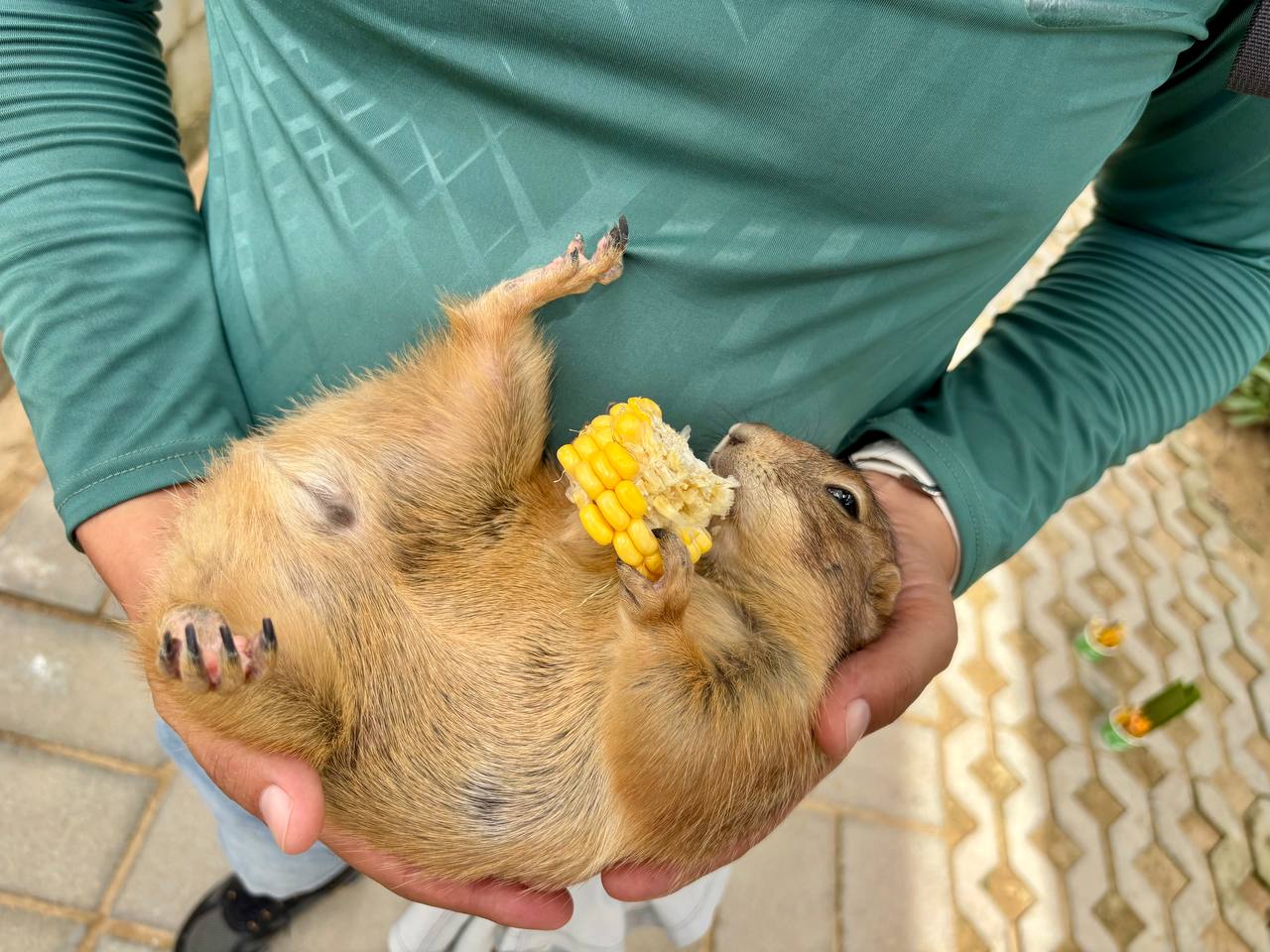 Индивидуальный тур в фанранг грызун кайфует