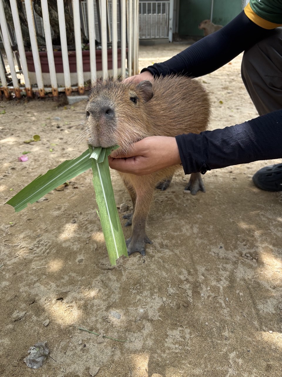 Индивидуальный тур в фанранг капибара