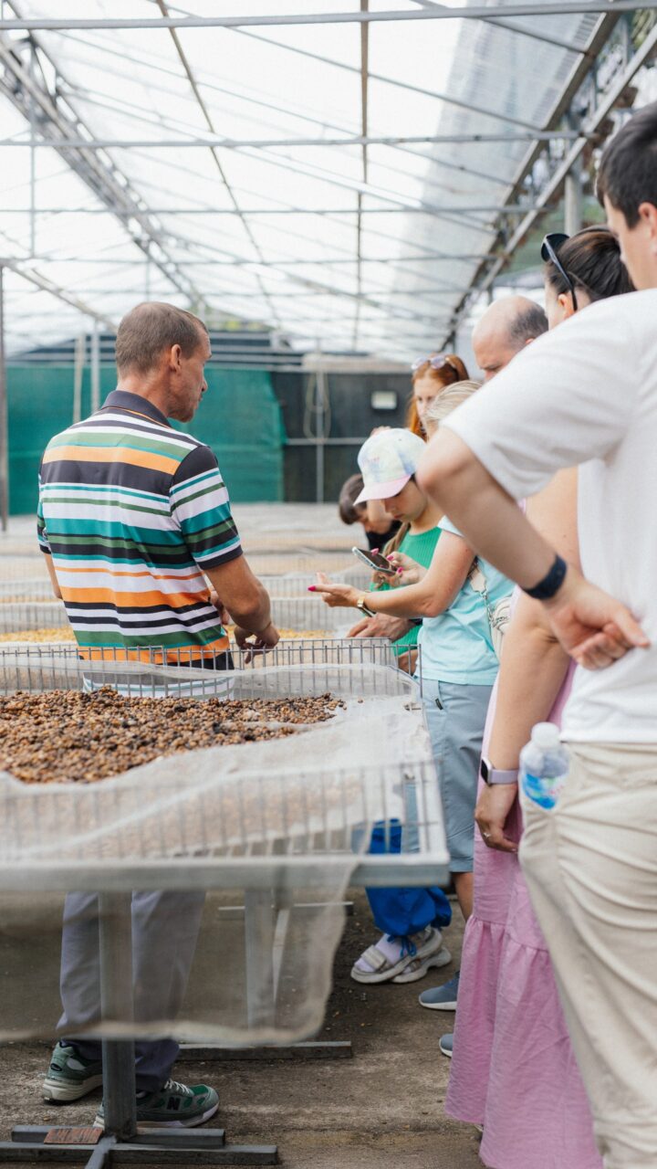 кофейная плантация в далате