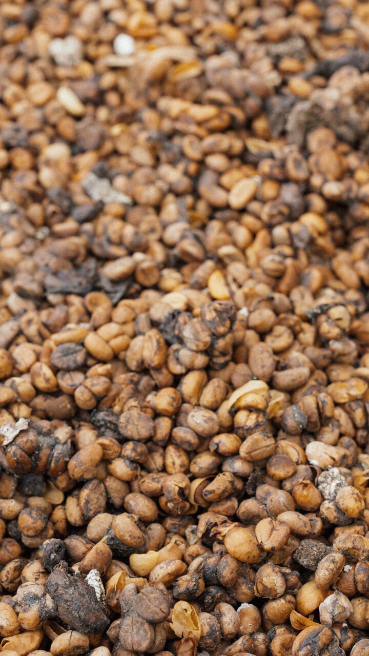 кофейная плантация в далате