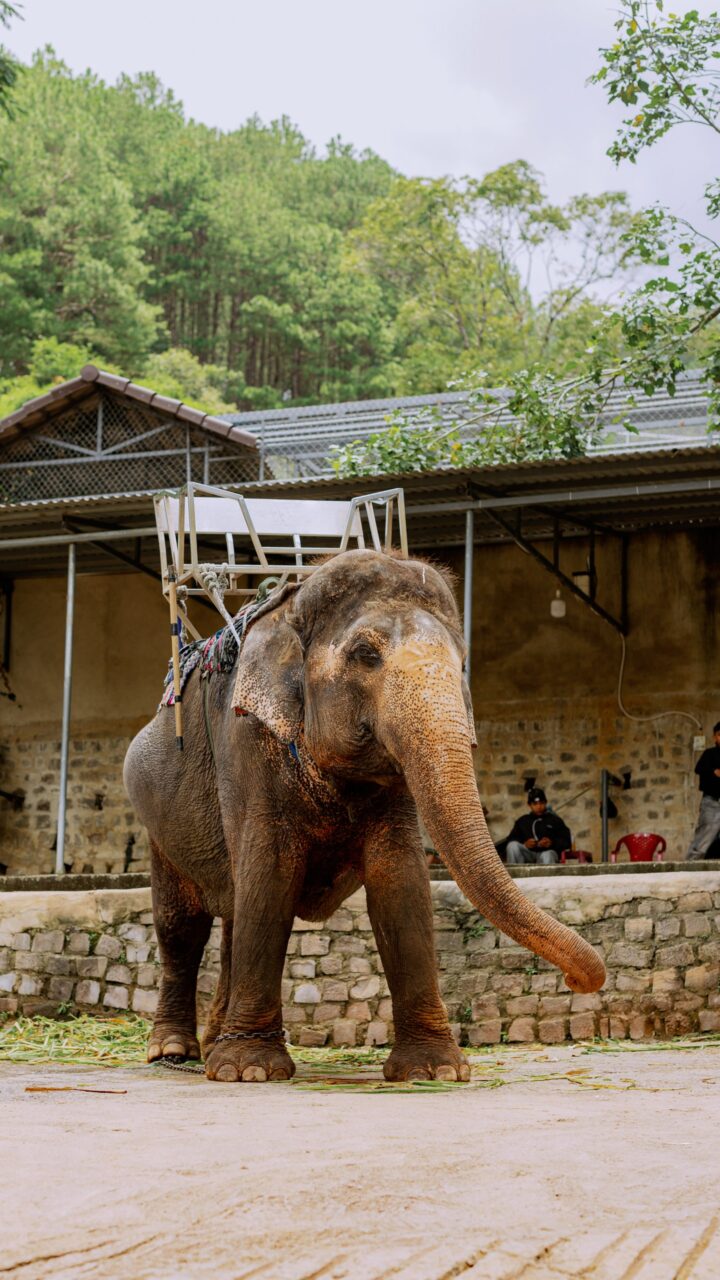 кофейная плантация в далате