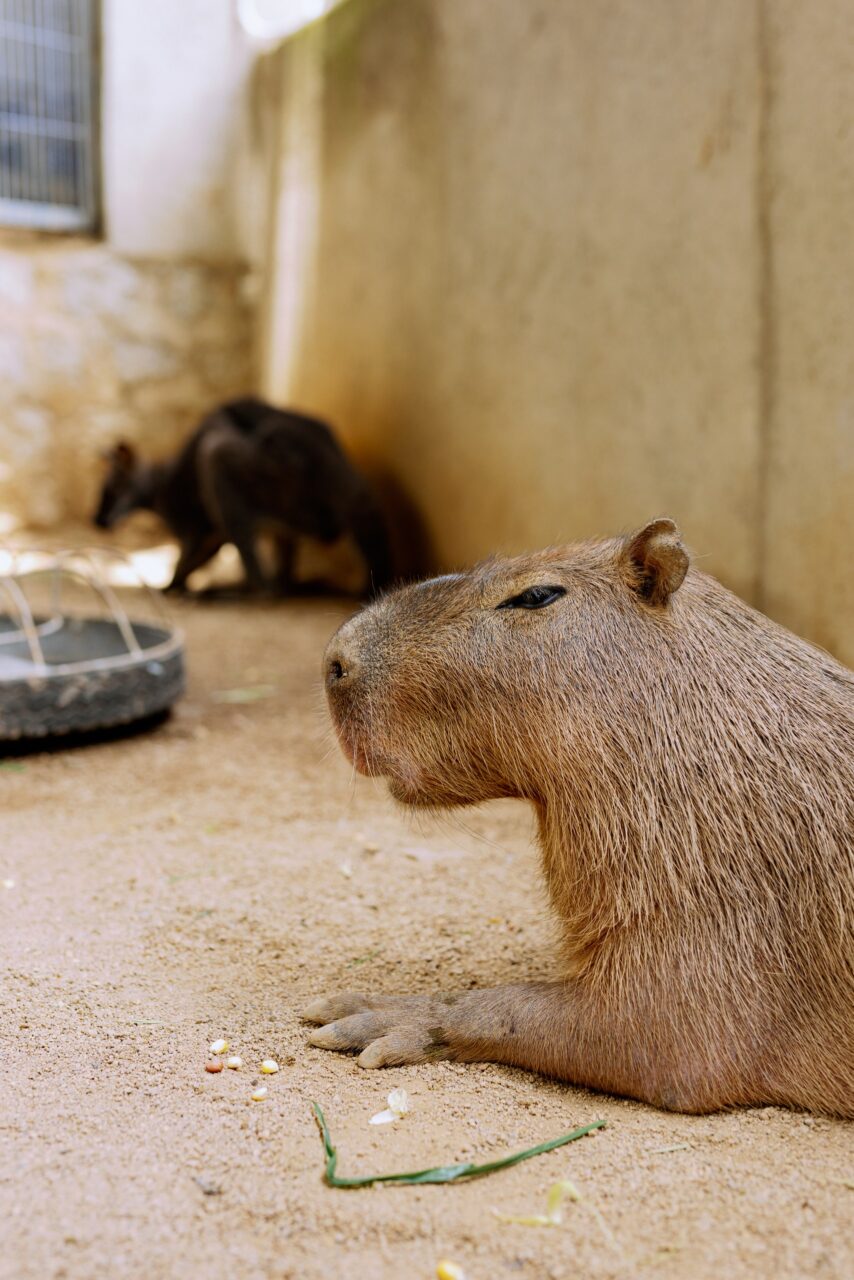 кофейная плантация в далате
