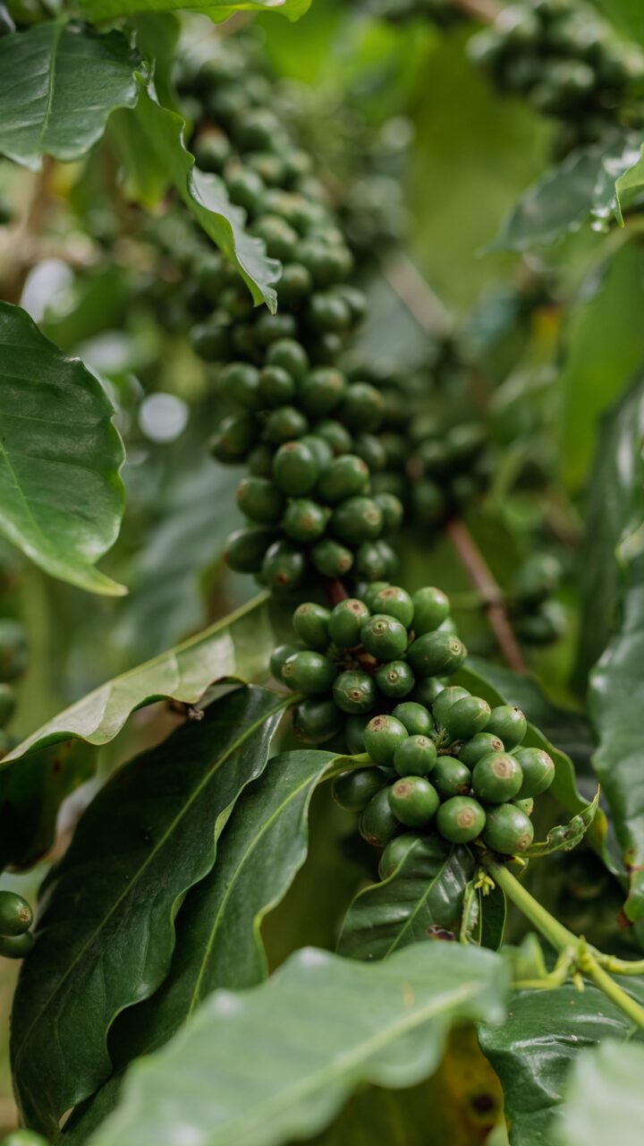 кофейная плантация в далате: кофейные ягоды