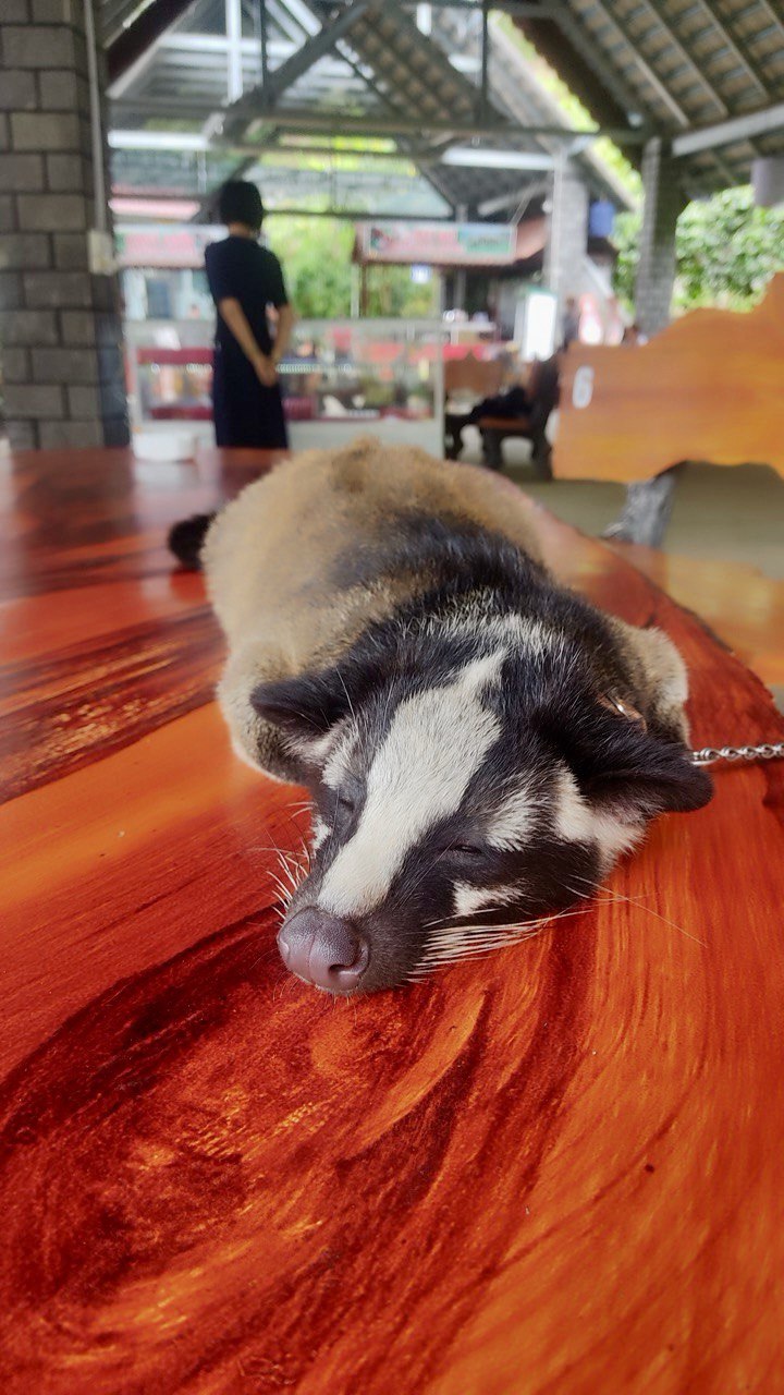 кофейная плантация в далате