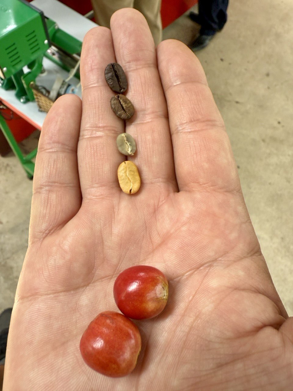 кофейная плантация в далате