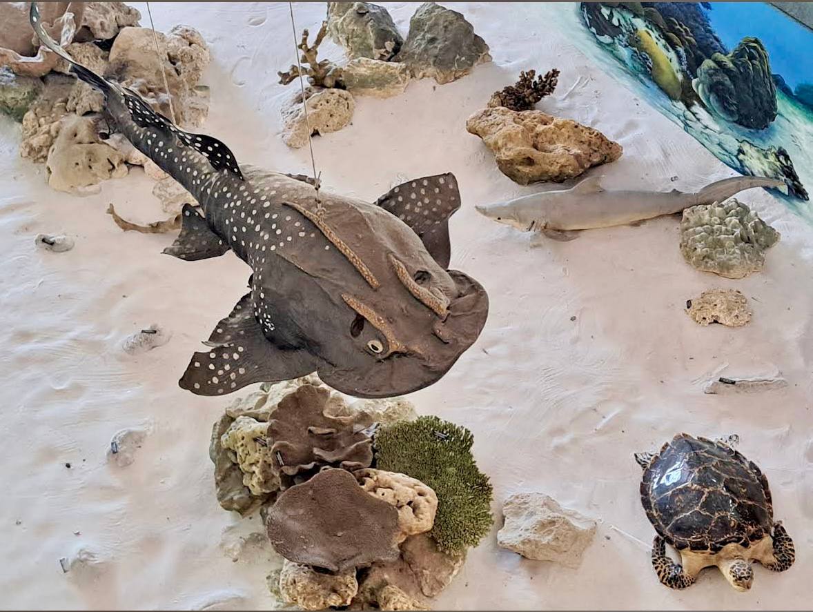 музей океанографии в нячанге