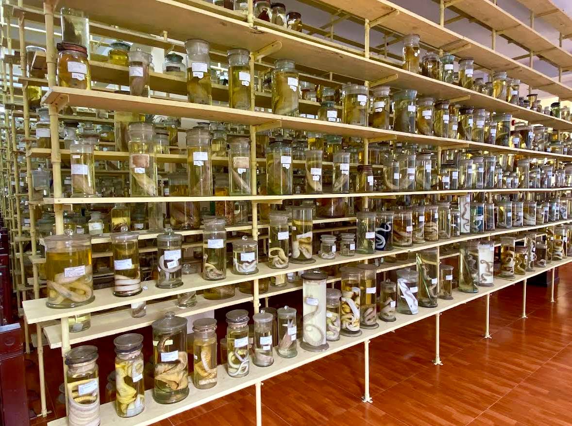 музей океанографии в нячанге