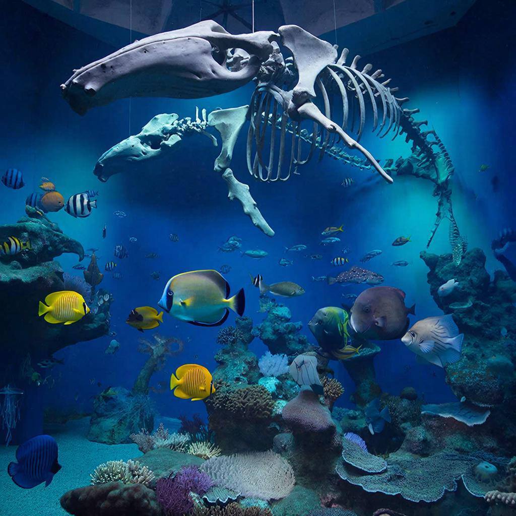 музей океанографии в нячанге