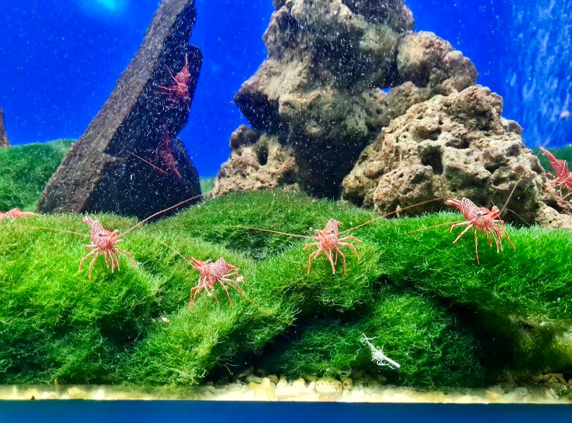 музей океанографии в нячанге