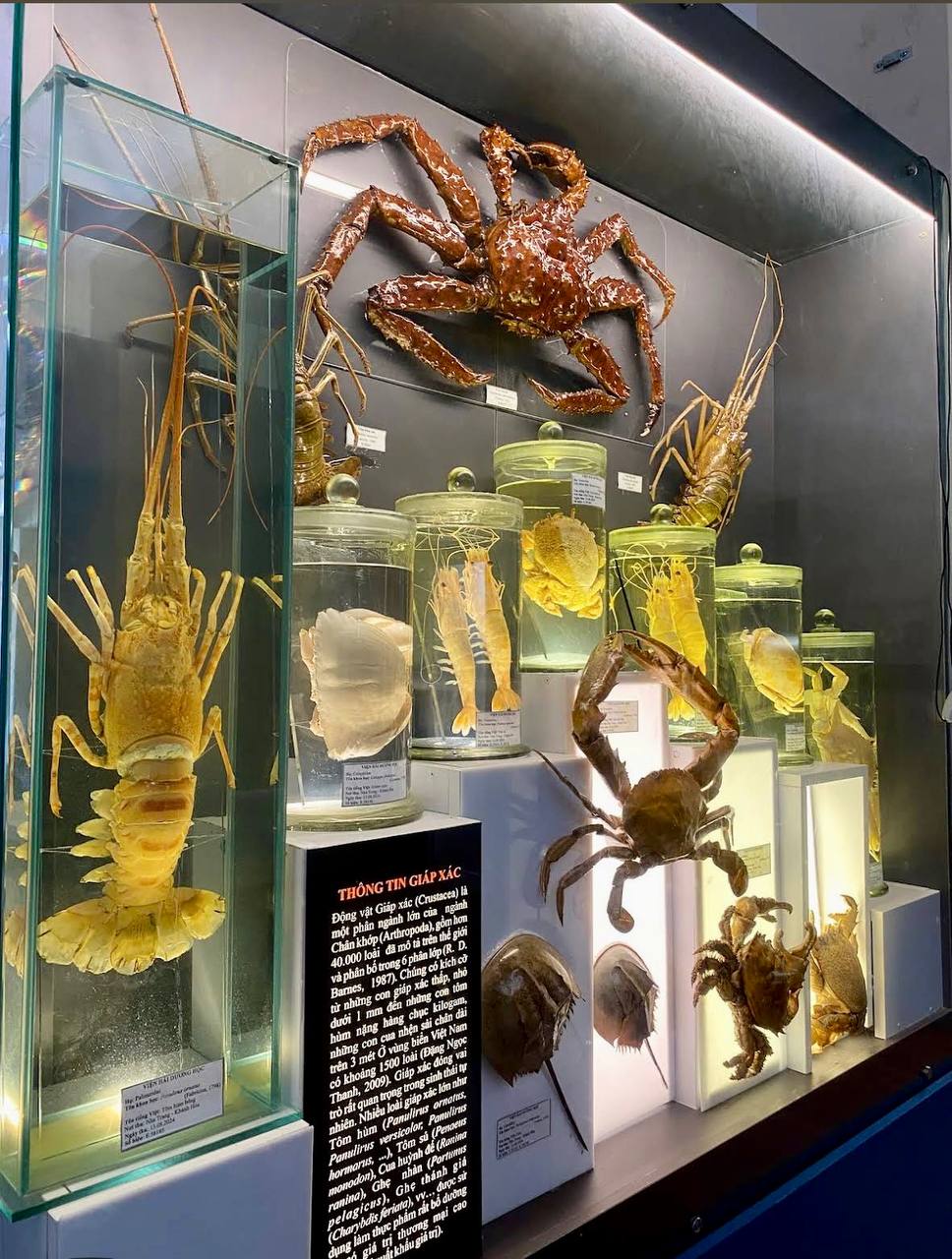 музей океанографии в нячанге