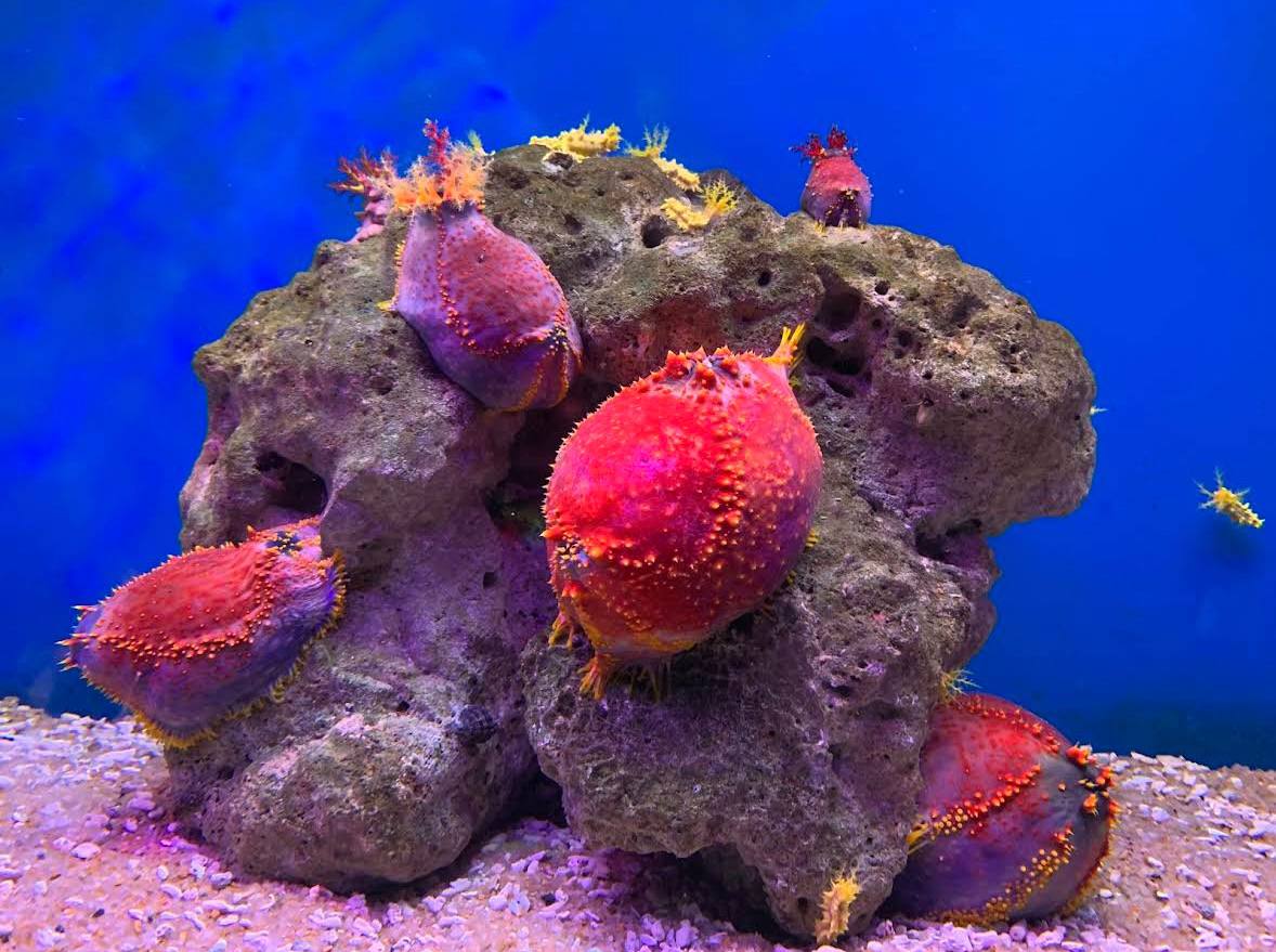 музей океанографии в нячанге