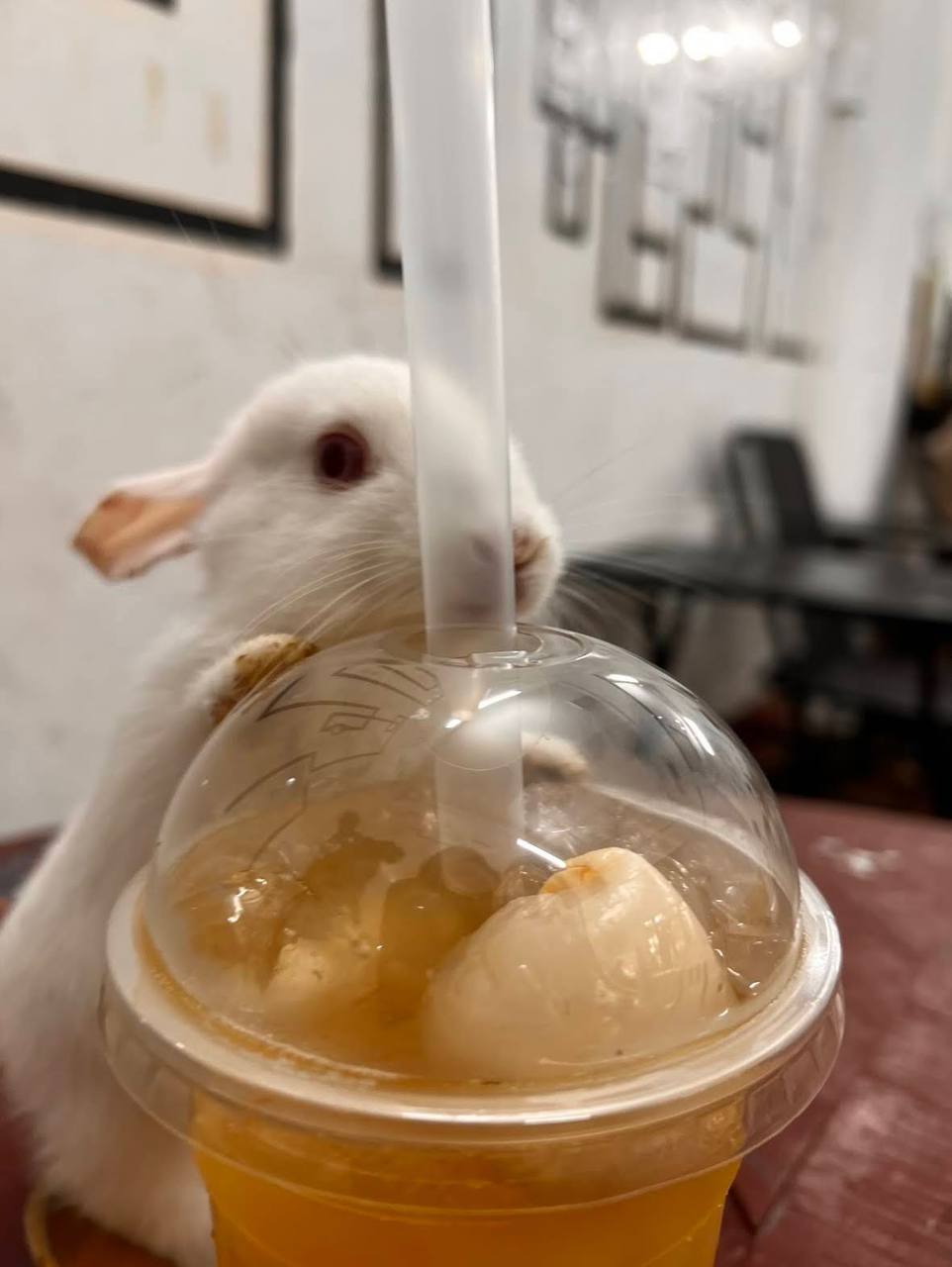 кафе с капибарами в нячанге