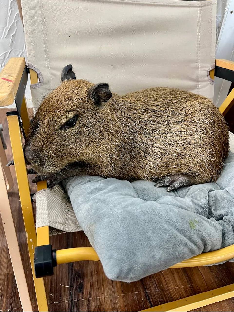 кафе с капибарами в нячанге