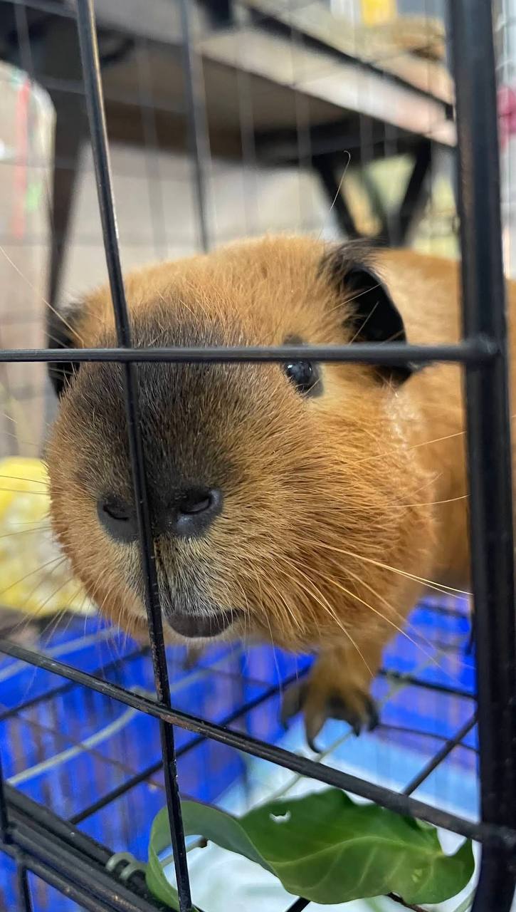 кафе с капибарами в нячанге