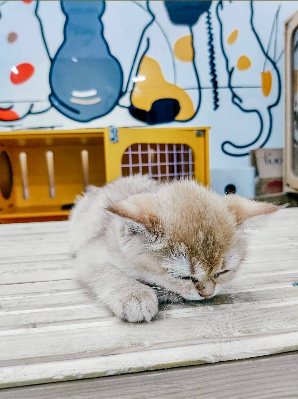 кафе с капибарами в нячанге