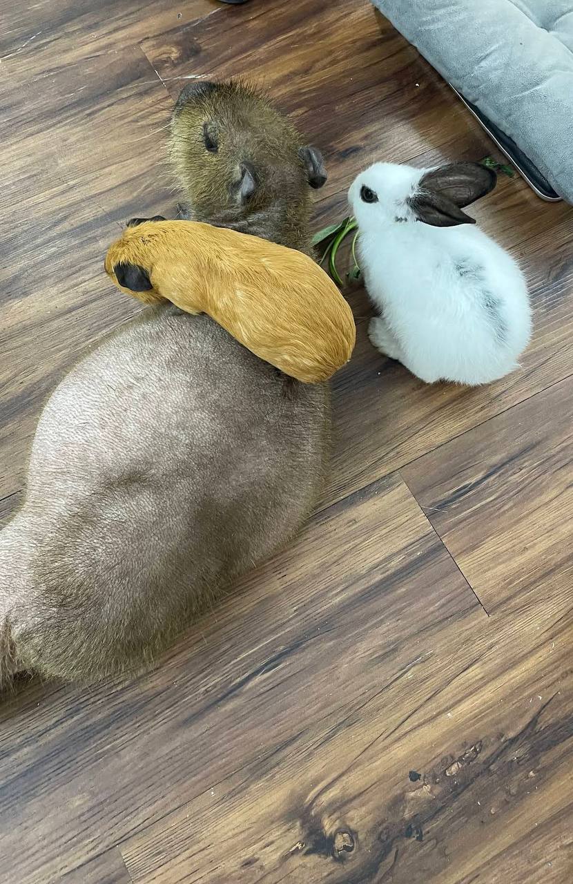 кафе с капибарами в нячанге