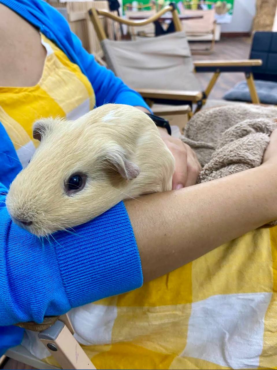 кафе с капибарами в нячанге