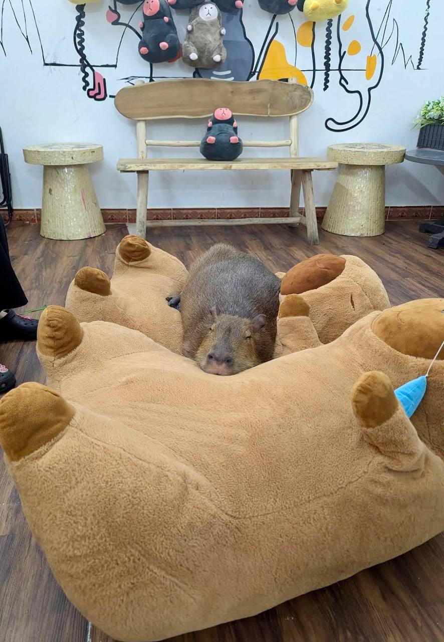 кафе с капибарами в нячанге