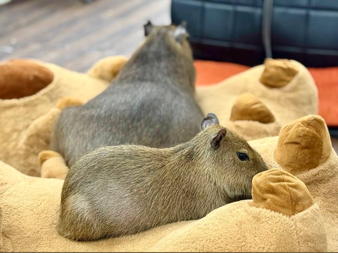 кафе с капибарами в нячанге