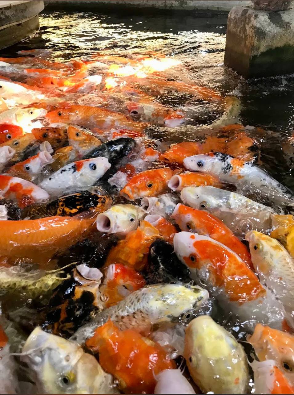 кофейня в нячанге