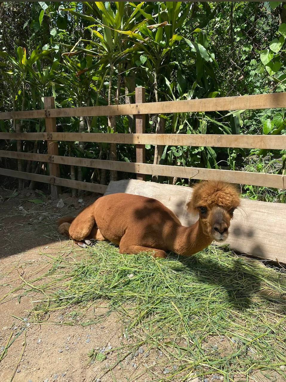 чем заняться в нячанге с детьми