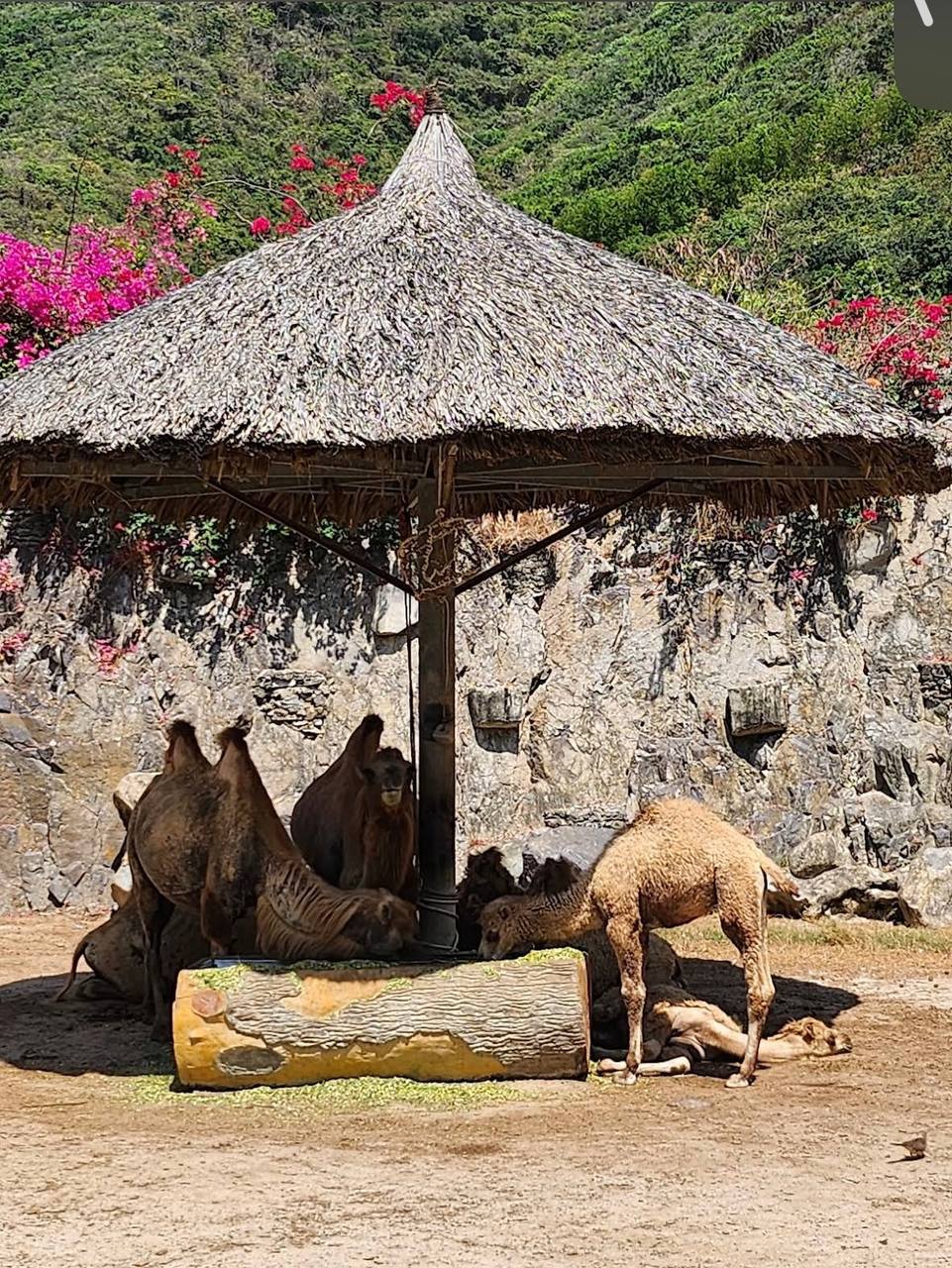 остров развлечений в нячанге
