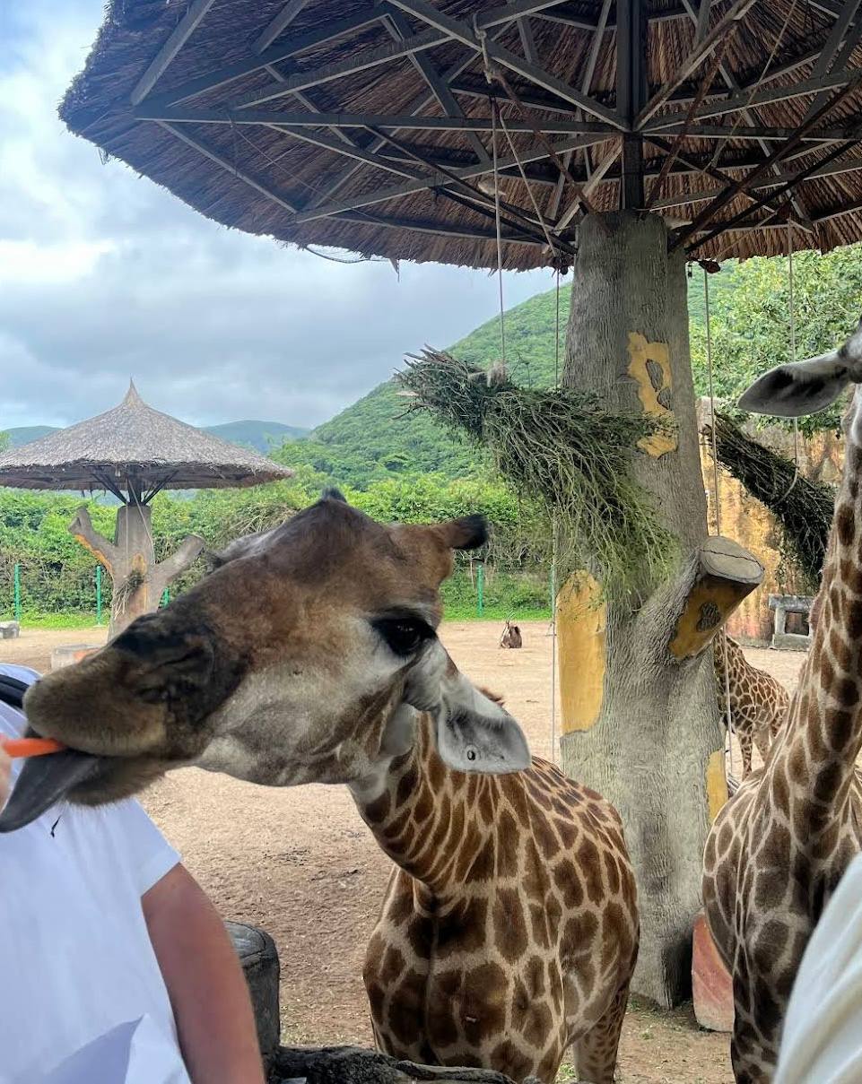 остров развлечений в нячанге