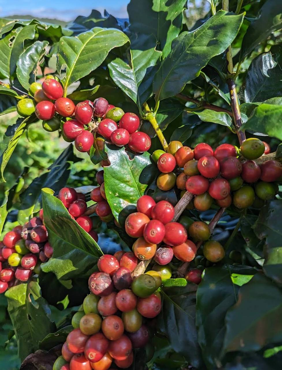 кофе лювак во вьетнаме