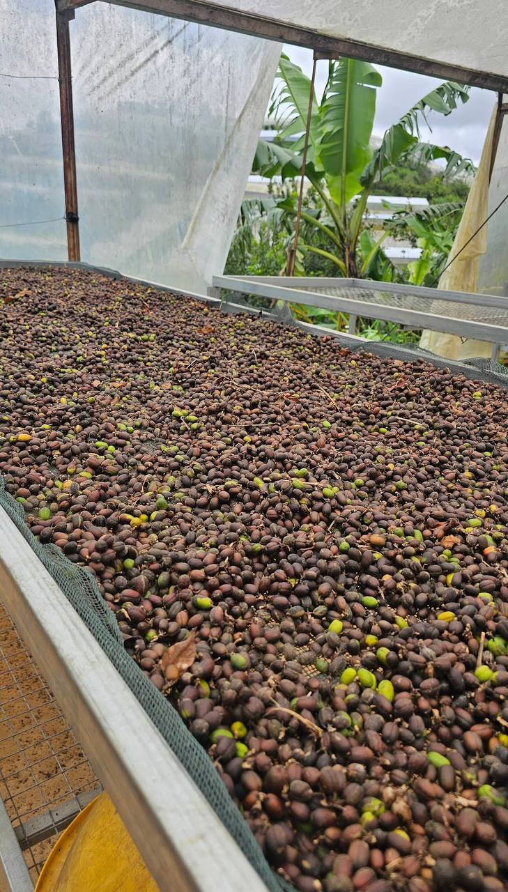 кофе лювак во вьетнаме