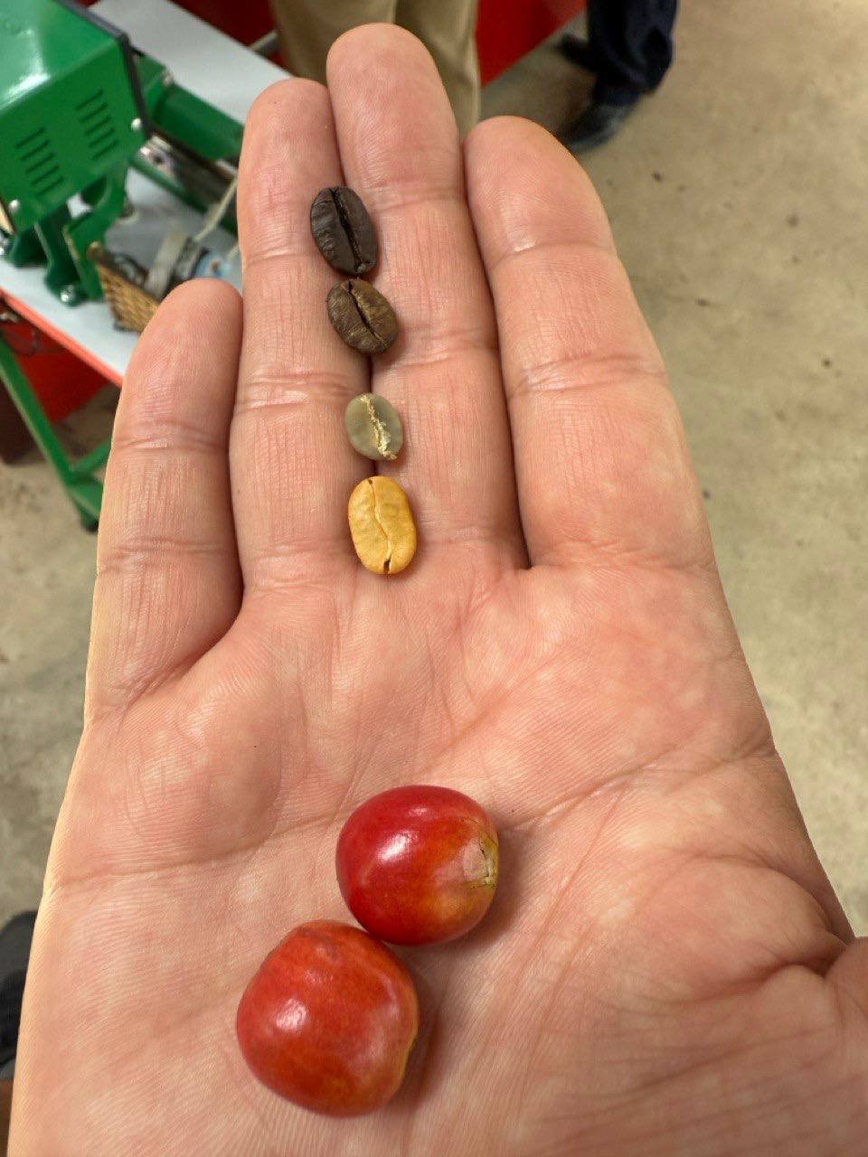 кофе лювак во вьетнаме