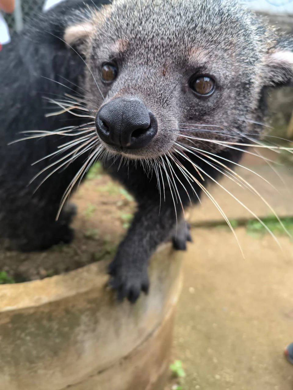 кофе лювак во вьетнаме