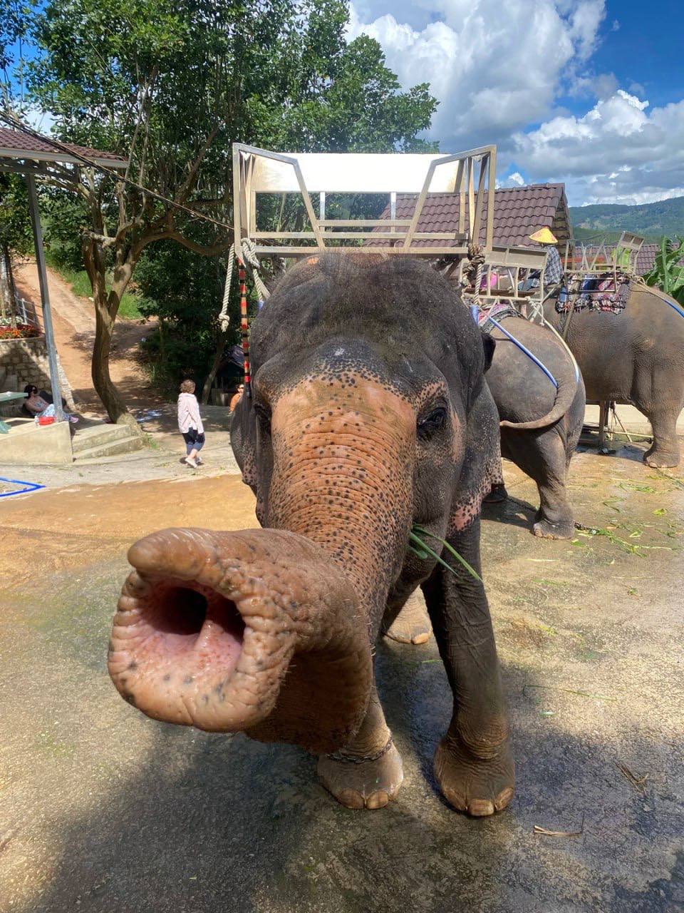 кофе лювак во вьетнаме