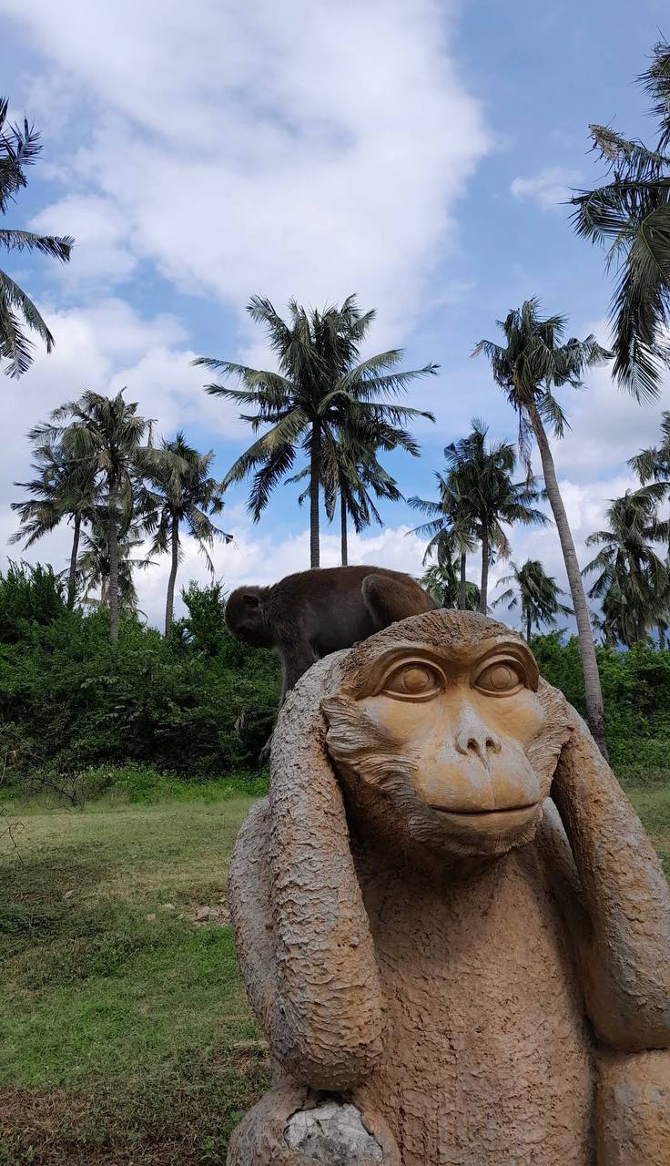 что делать если укусила обезьяна