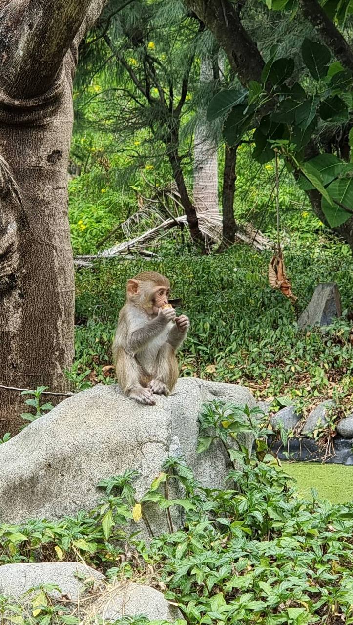 что делать если укусила обезьяна
