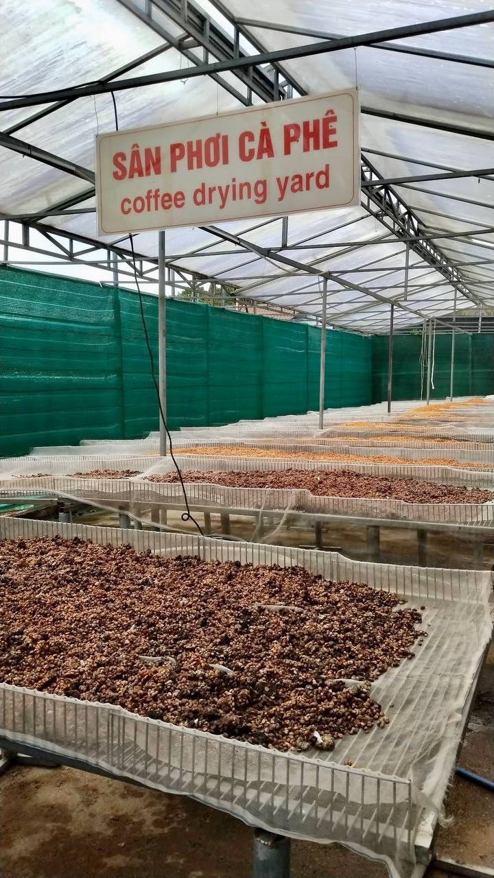 кофе лювак во вьетнаме